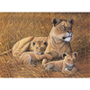 Kép 2/2 - Számozott kifestő készlet, akrilfesték+ecset, 29x39 cm - Afrikai oroszlán