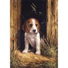 Számozott kifestő készlet, akrilfesték+ecset, 22x30 cm - Beagle
