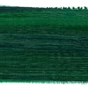 Schmincke Mussini olajfesték, 35 ml - 521, helio green light