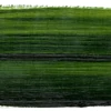 Schmincke Mussini olajfesték, 35 ml - 526, sap green
