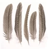 Gyöngytyúk toll, 16-19 cm, 5 db - natúr