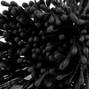 Virágbibe, virágporzó, 6 cm, 100 db - fekete
