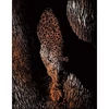 Karckép gravírozó készlet karctűvel, 20x25 cm - Vadállat, réz