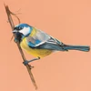 Kép 4/4 - Cretacolor Fine Art Pastel pasztell készlet, 7 db-os