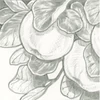 Sakura Pigma Brush ecsetfilc - light cool gray