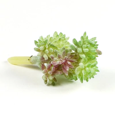 Művirág, betűzhető, pozsgás műnövény - hamvas ág 9 fejjel, 3x5 cm