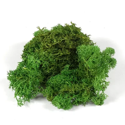 Száraztermés - Izlandi moha, zöld, 25 g