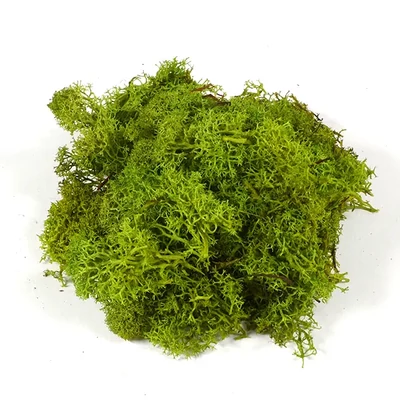 Száraztermés - Izlandi moha, világoszöld, 25 g