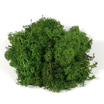 Száraztermés - Izlandi moha, sötétzöld, 25 g