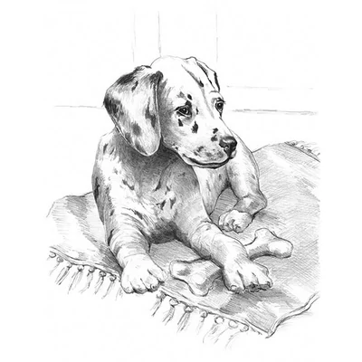 Skiccrajz grafikai rajzkészlet eszközökkel, 22x30 cm - Dalmata kölyök