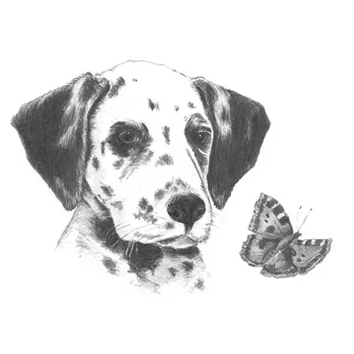 Skiccrajz mini grafikai rajzkészlet eszközökkel, 12x18 cm - Dalmata kölyök