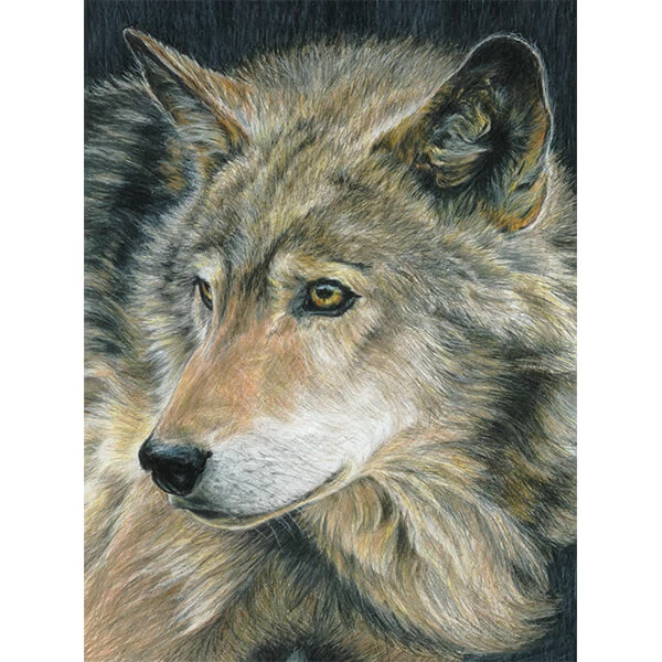 Számozott színező készlet, színesceruzák+hegyező, 22x30 cm - Farkas