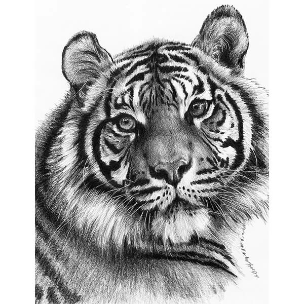 Skiccrajz grafikai rajzkészlet eszközökkel, 22x30 cm - Tigris