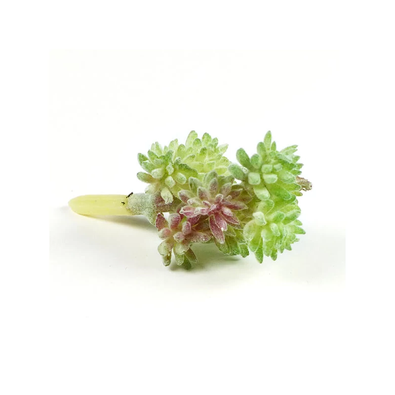 Művirág, betűzhető, pozsgás műnövény - hamvas ág 9 fejjel, 3x5 cm
