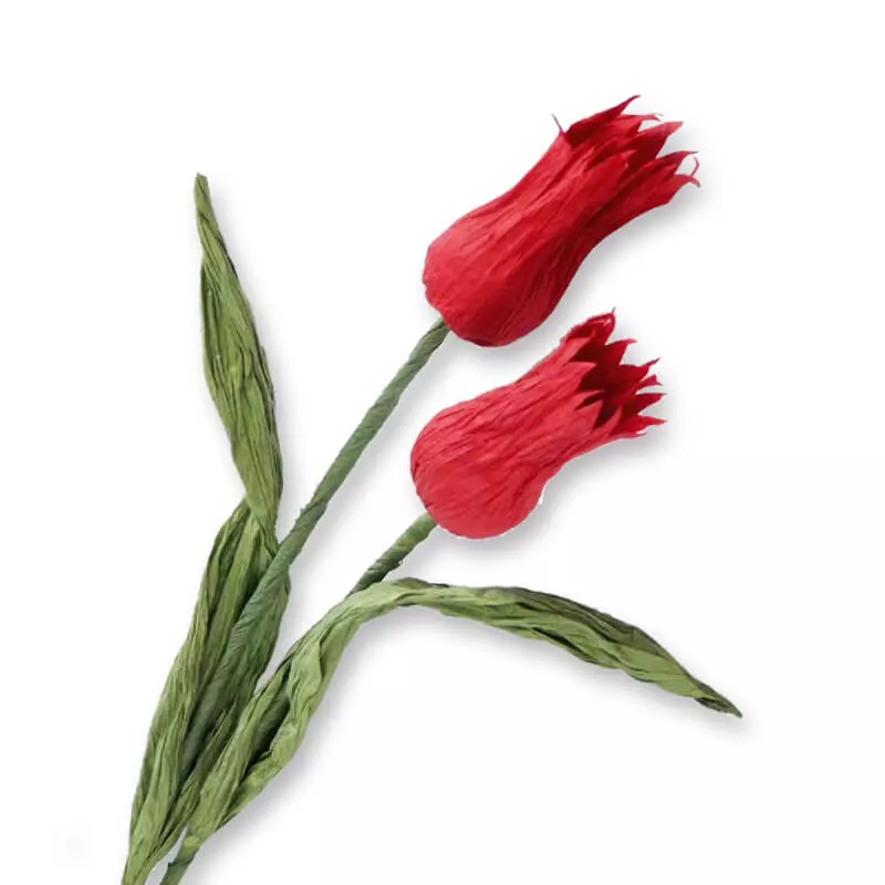Papíros csomag - tulipán