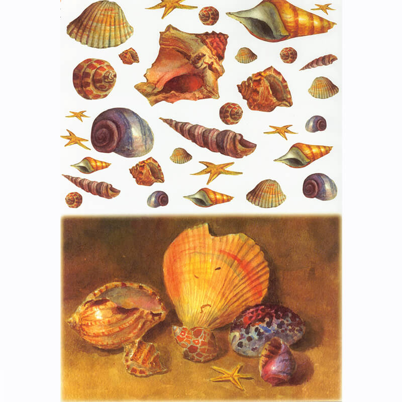 Rizspapír - kagylók