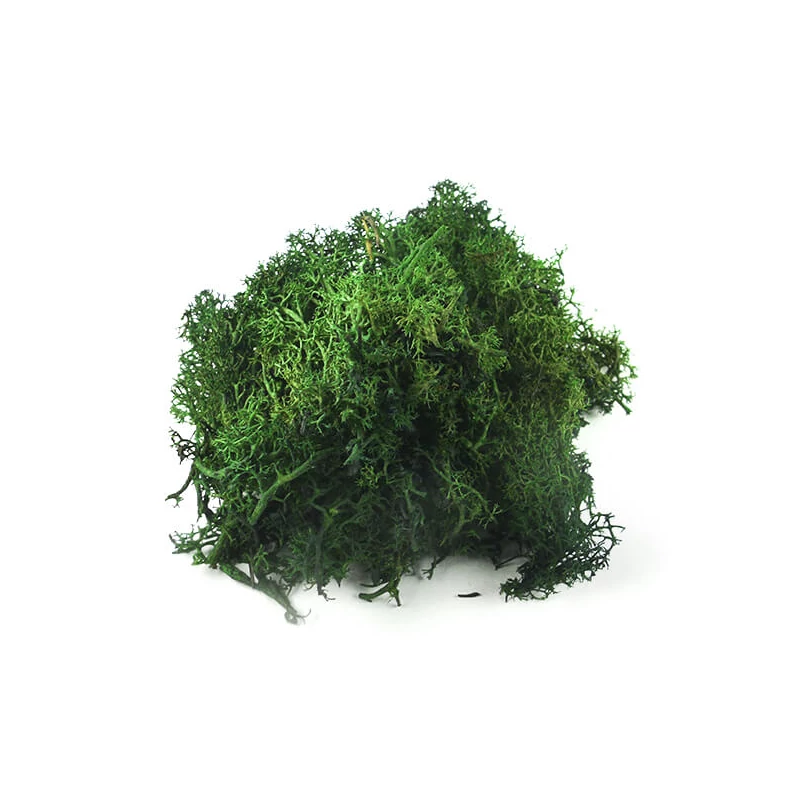 Száraztermés - Izlandi moha, zöld, 25 g