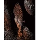 Karckép gravírozó készlet karctűvel, 20x25 cm - Vadállat, réz